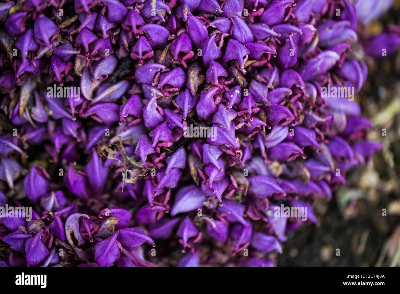 Purple Toothwort, Hidden toothwort (Lathraea clandestina, Clandestina purpurea, Clandestina penduliflora), blooming, Netherlands, Drenthe Stock Photo