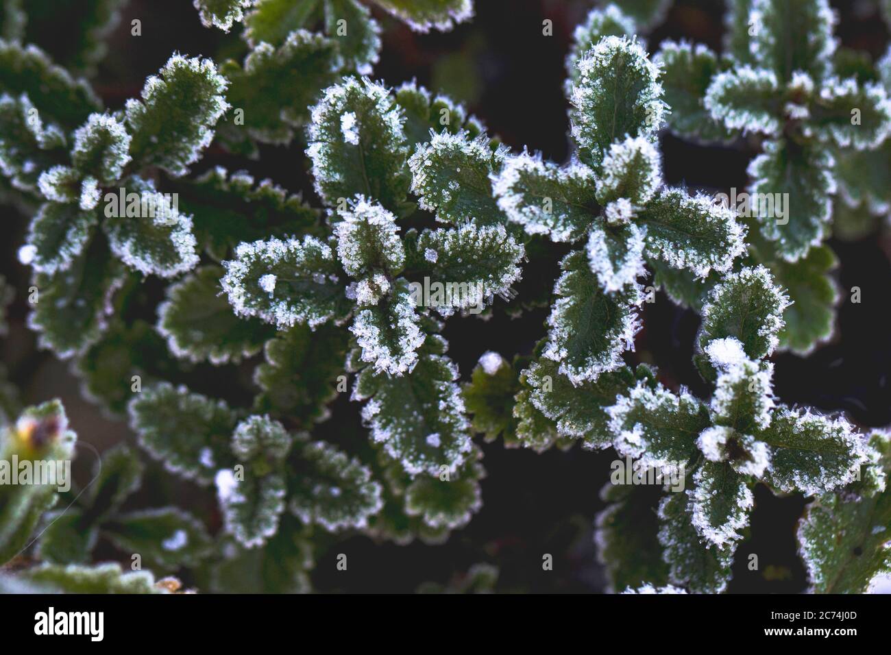Ice crystals on leaves, Netherlands Stock Photo