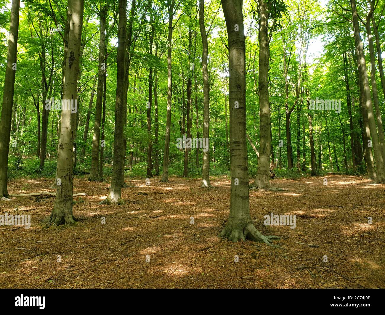 Trees In Germany common beech (Fagus sylvatica), beech forest in spring, Germany, North ...