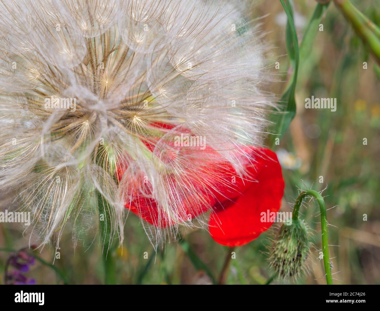 Closeup of a big goats beard flower (Tragopogon pratensis) and red poppy flower behind it growing in a meadow in the countryside. Stock Photo