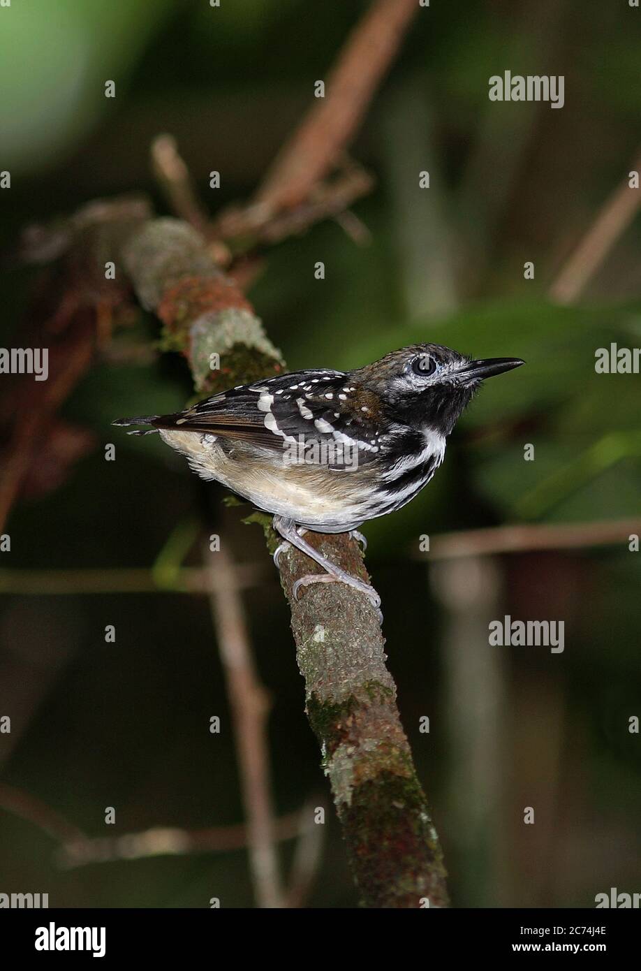 Dot-backed Antbird (Hylophylax punctulatus), perched in understory of rain forest, Brazil Stock Photo