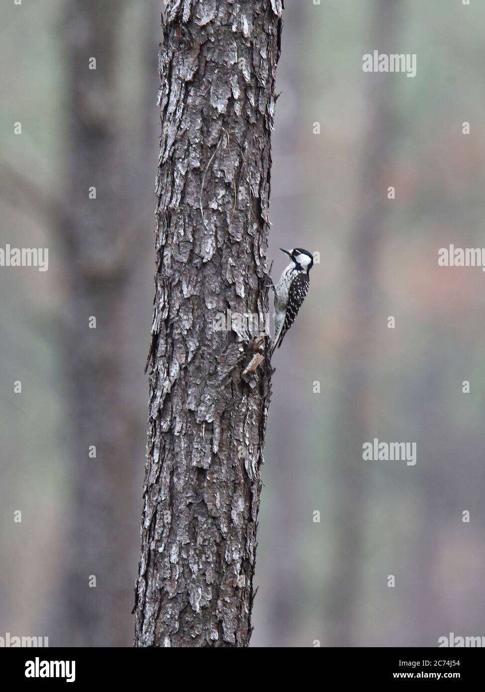 red-chockaded woodpecker (Picoides borealis, Leuconotopicus borealis), sits at a tree trunk, USA, Texas, Jones State Forest Stock Photo