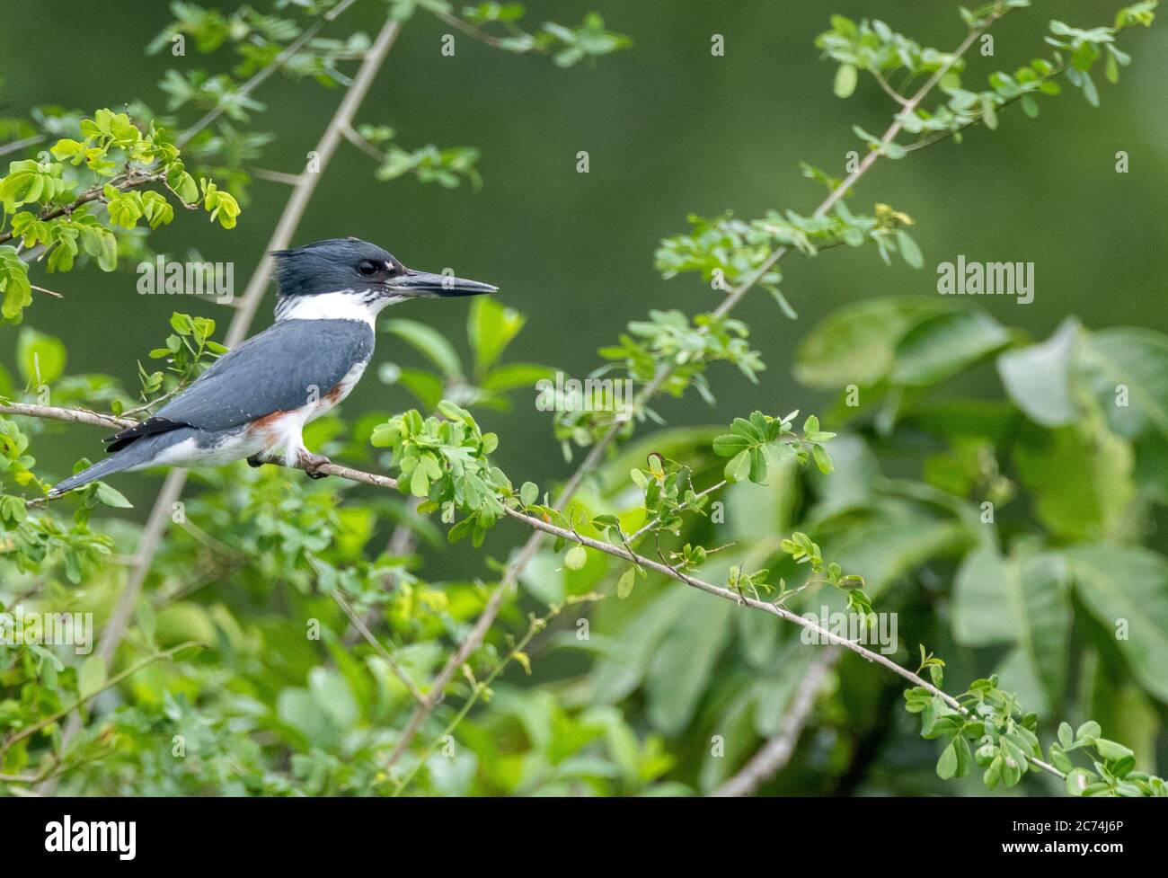 belted kingfisher (Megaceryle alcyon, Ceryle alcyon), perches on a twig, Guatemala, Laguna del tigre National Park Stock Photo