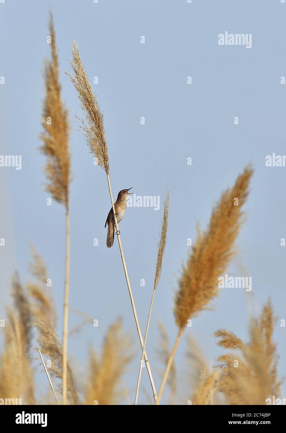 savi's warbler (Locustella luscinioides fusca), singing on top of reed, Europe Stock Photo