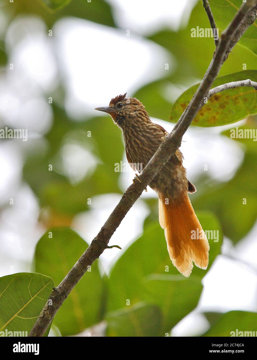 striated softtail (Thripophaga macroura), perched in understory of atlantic rainforest, Brazil Stock Photo