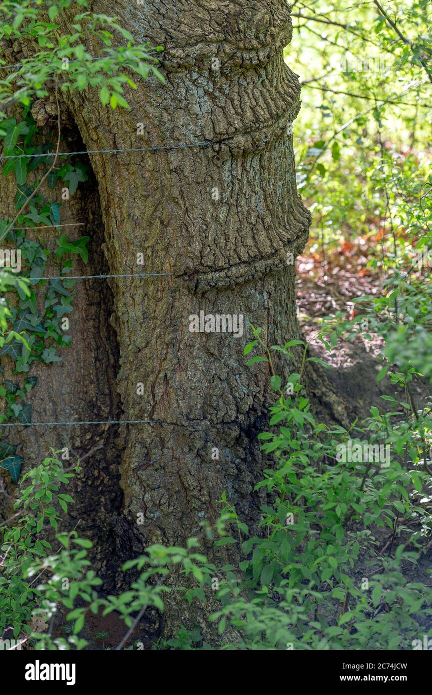 scarred tree trunk, Germany, Hamburg, Knick, Hummelsbuettel Stock Photo