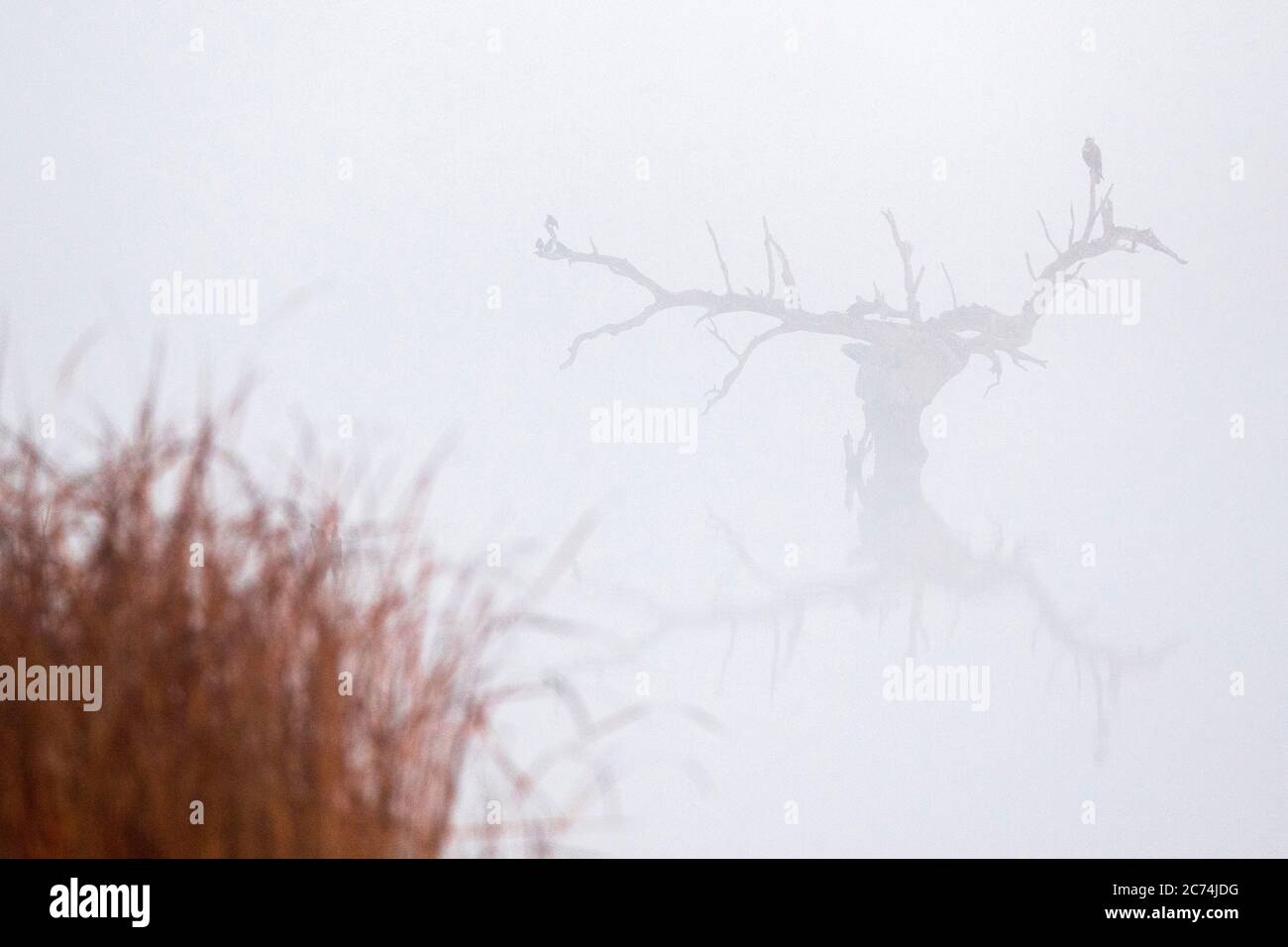 Western Marsh Harrier (Circus aeruginosus), perched in a barren tree standing in the water during heavy mist, Spain, Extremadura Stock Photo