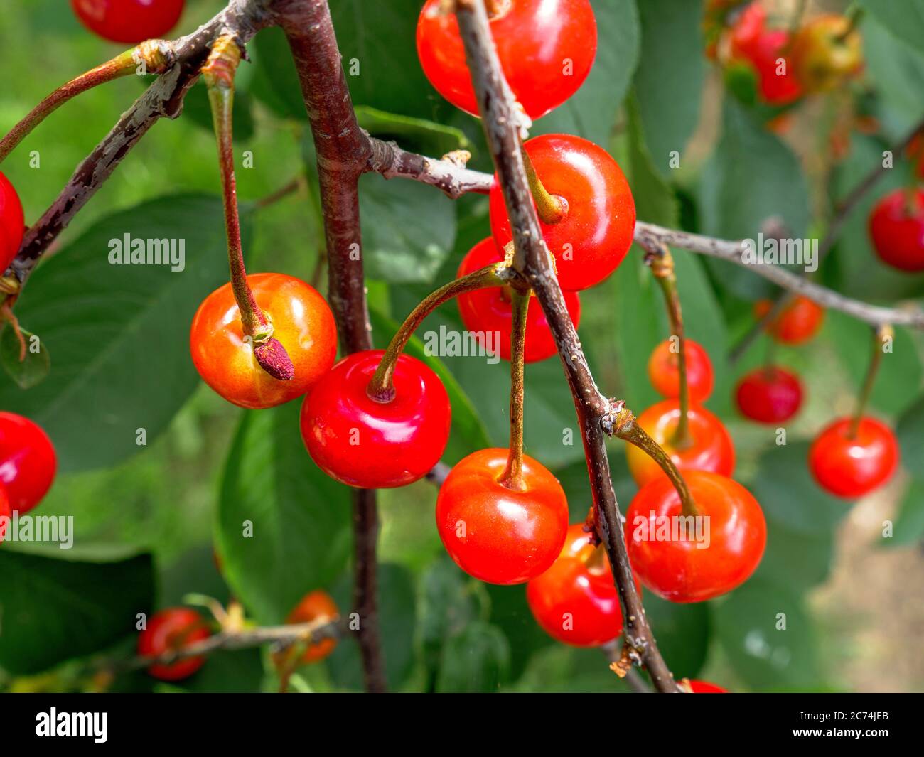 A bunch of unripe red and orange cherries hanging on a branch of a young fruit tree in the garden on a sunny day. Stock Photo