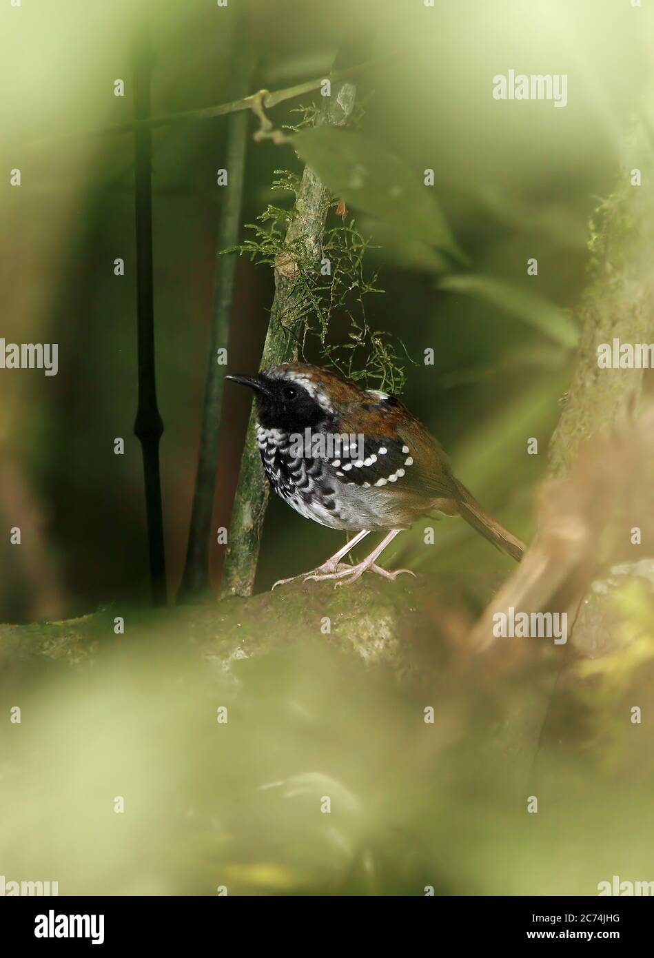 squamate antbird (Myrmeciza squamosa), male perched in understory of a coastal Atlantic rainforest, Brazil, Atlantic rainforest Stock Photo