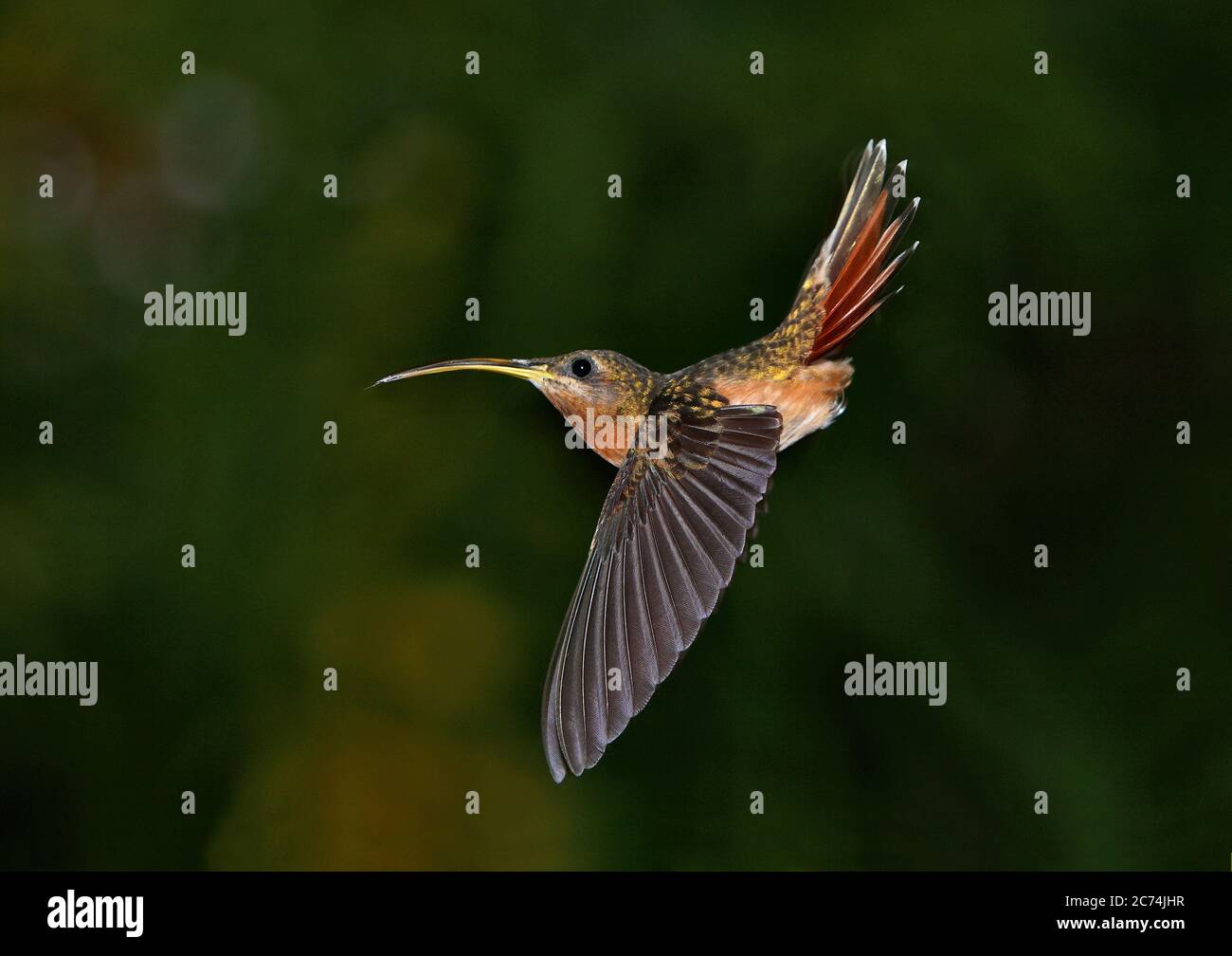 rufous-breasted hermit, hairy hermit  (Glaucis hirsutus), in flight with a dark tropical rain forest edge in the background, Brazil Stock Photo