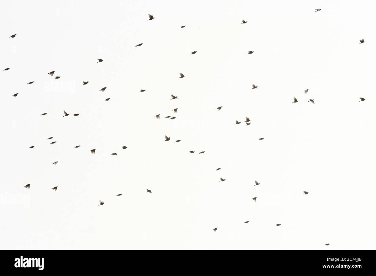 redwing (Turdus iliacus), Migrating flock flying over Tongplaat, Netherlands, South Holland, Dordtse Biesbosch Tongplaat Stock Photo