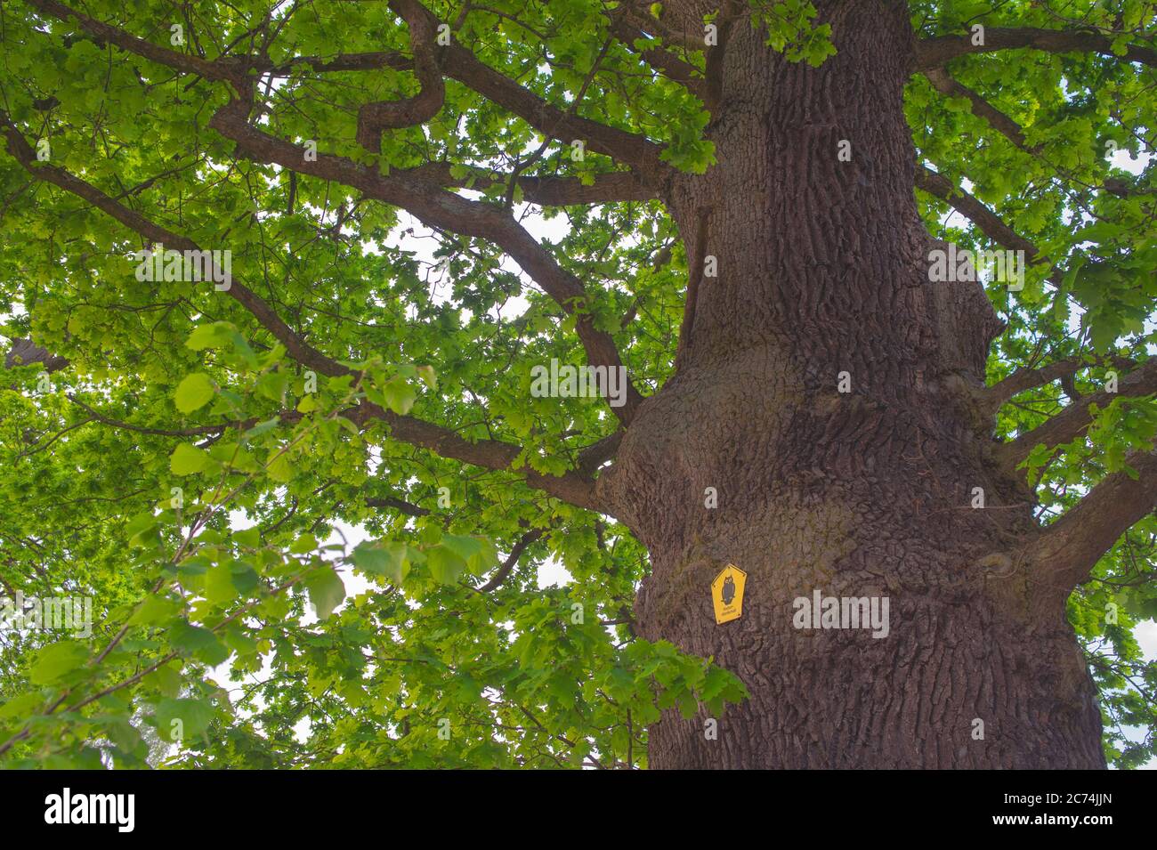 oak (Quercus spec.), nature monument old oak in Ahrensburg , Germany, Schleswig-Holstein, Ahrensburg Stock Photo
