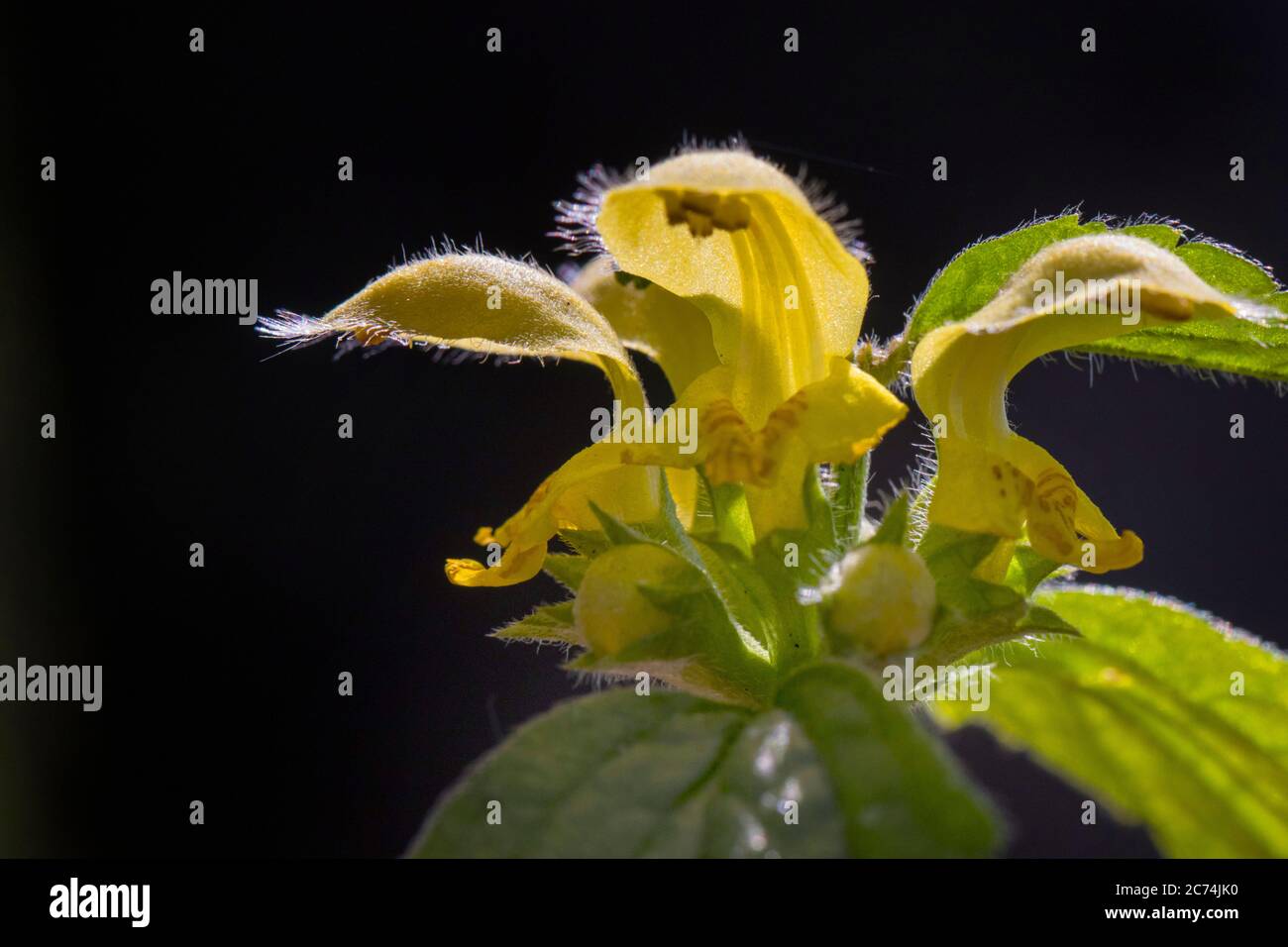 Yellow Archangel (Lamium argentatum, Lamiastrum argentatum, Galeobdolon luteum fo. argentatum), flowers against black background, Netherlands, Frisia Stock Photo