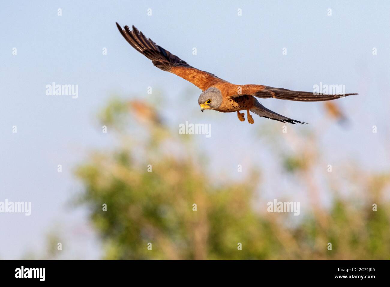 lesser kestrel (Falco naumanni), male in flight, Spain Stock Photo