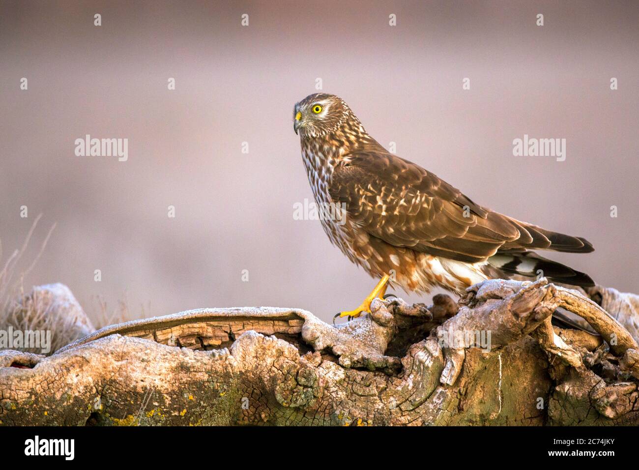 Female hen harrier hi-res stock photography and images - Alamy