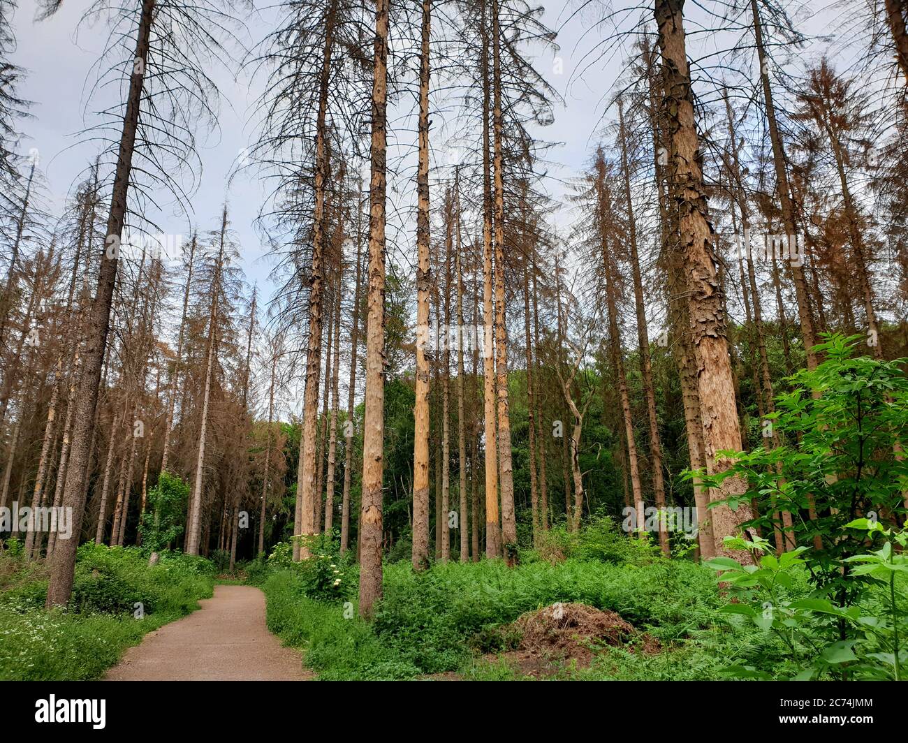 Norway spruce (Picea abies), dead spruce forest caused by dryness and bark beetle, Germany, North Rhine-Westphalia Stock Photo