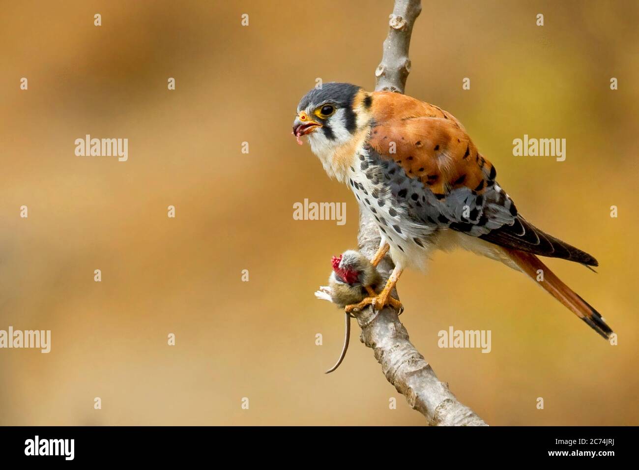 American kestrel (Falco sparverius), eating a rodent, North America Stock Photo