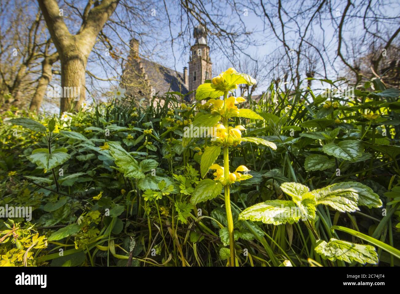 Yellow Archangel (Lamium argentatum, Lamiastrum argentatum, Galeobdolon luteum fo. argentatum), blooming in a garden, Netherlands, Frisia Stock Photo