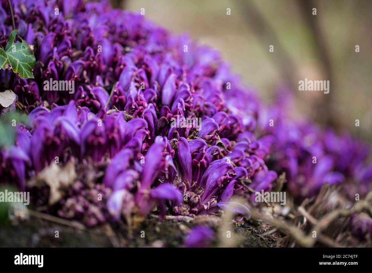 Purple Toothwort, Hidden toothwort (Lathraea clandestina, Clandestina purpurea, Clandestina penduliflora), blooming, Netherlands, Drenthe, Frederiksoord Stock Photo