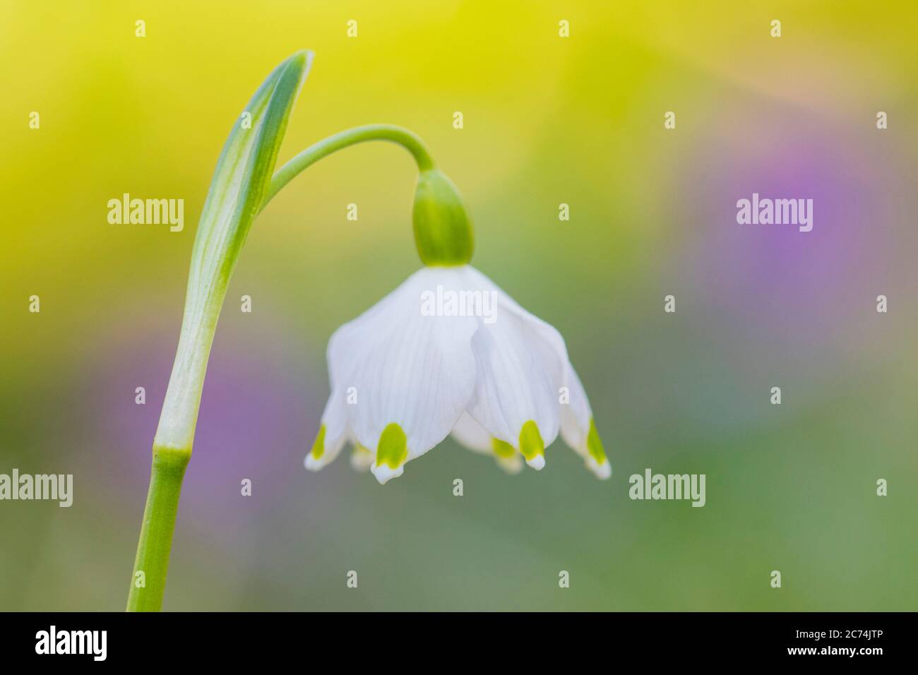 spring snowflake (Leucojum vernum), flower, Netherlands Stock Photo - Alamy