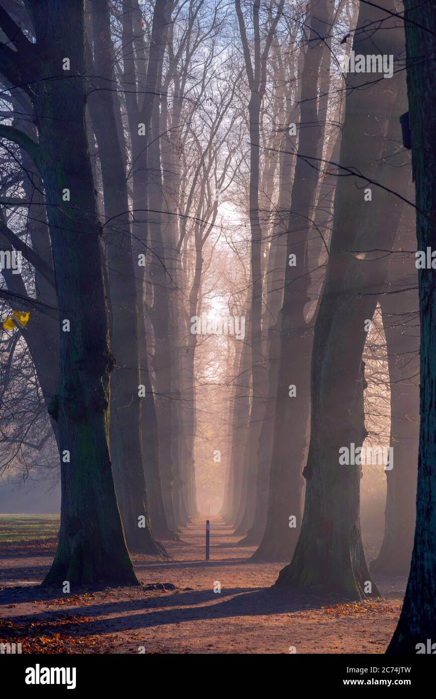 alley in mist, Germany, Schleswig-Holstein Stock Photo