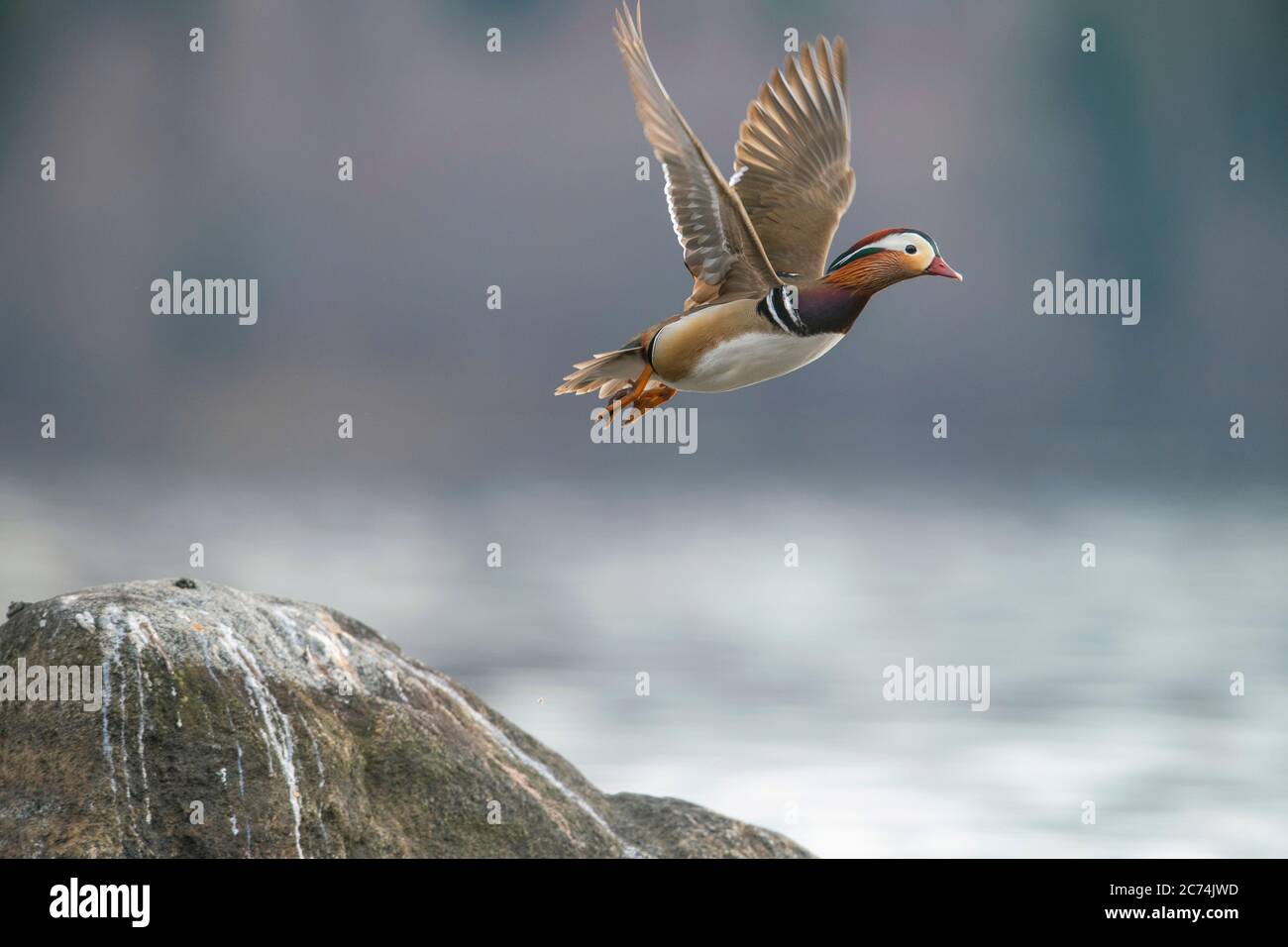 mandarin duck (Aix galericulata), male in flight, Finland Stock Photo