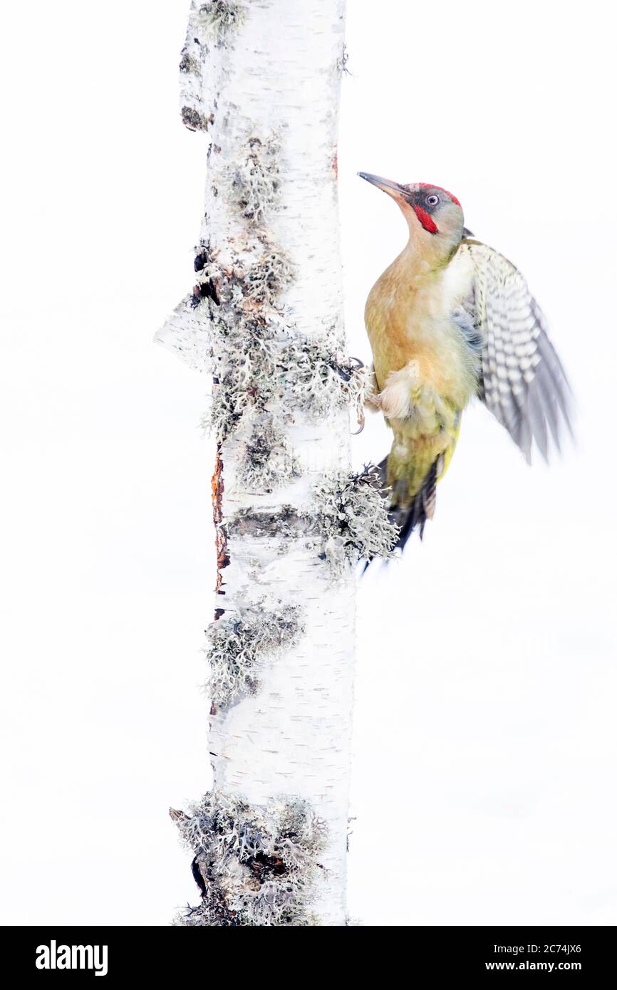Iberian green woodpecker, Iberian woodpecker (Picus viridis sharpei, Picus sharpei), clinging to a tree in a snow covered surrounding, Spain, Leon Stock Photo