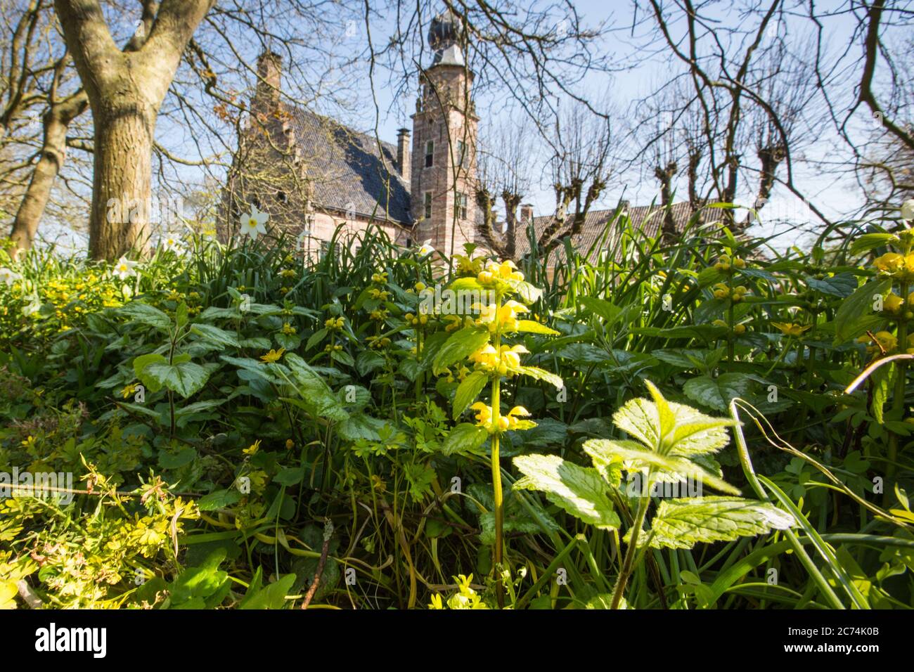 Yellow Archangel (Lamium argentatum, Lamiastrum argentatum, Galeobdolon luteum fo. argentatum), blooming in a garden, Netherlands, Frisia Stock Photo