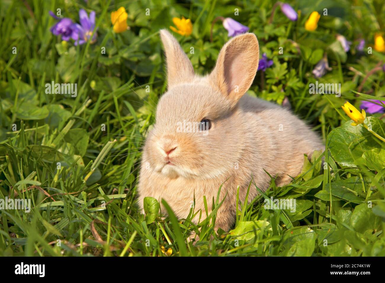 domestic rabbit (Oryctolagus cuniculus f. domestica), jungtier auf einer Wiese, Netherlands Stock Photo