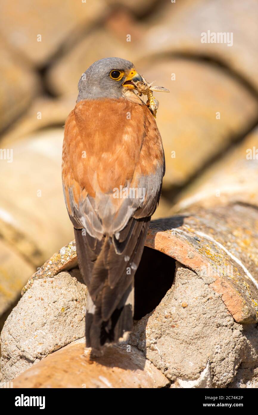 lesser kestrel (Falco naumanni), adult male sitting on old barn in rural area with prey in bill, Spain Stock Photo