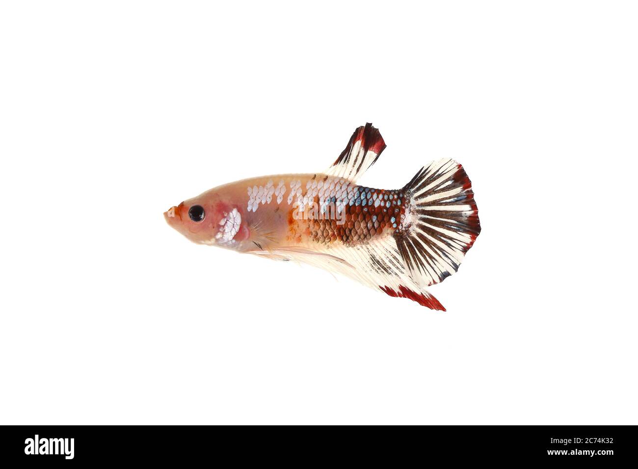 Red koi fish Cut Out Stock Images & Pictures - Alamy