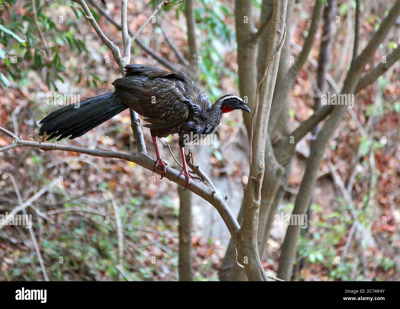 white-browed guan (Penelope jacucaca), an endemic to the Caatinga area in north-eastern Brazil, Brazil Stock Photo
