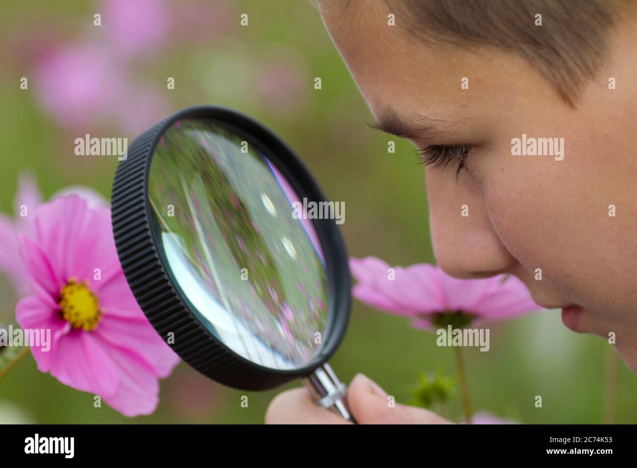 garden cosmos, Mexican aster (Cosmos bipinnatus), boy looking at a flower through a magnifying glass, Germany, Hesse Stock Photo