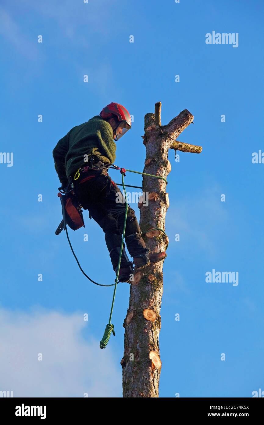 arborist at work, Germany, North Rhine-Westphalia Stock Photo