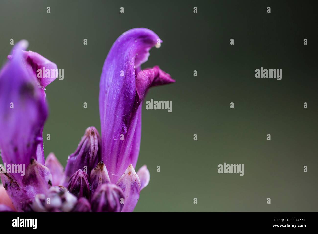 Purple Toothwort, Hidden toothwort (Lathraea clandestina, Clandestina purpurea, Clandestina penduliflora), flower, Netherlands, Drenthe Stock Photo