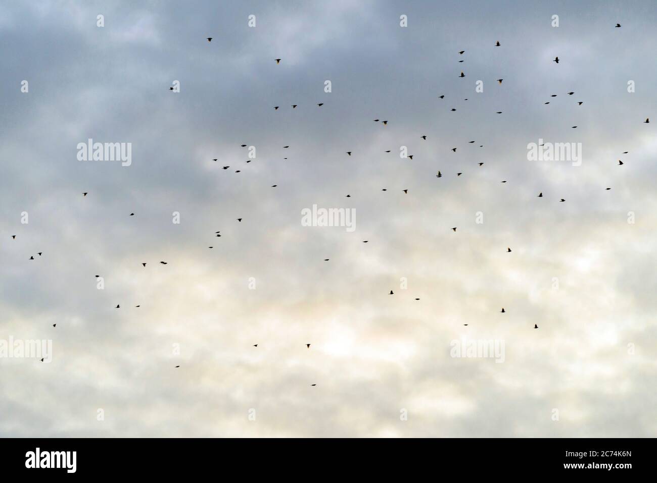 redwing (Turdus iliacus), Migrating flock flying over Tongplaat, Netherlands, South Holland, Dordtse Biesbosch Tongplaat Stock Photo