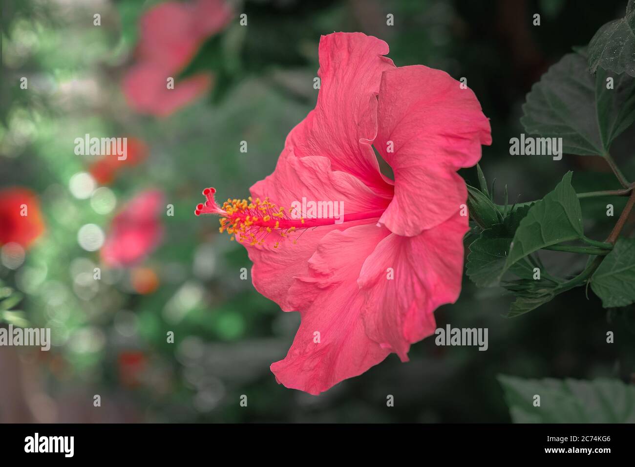 Beautiful pink hibiscus flower hi-res stock photography and images - Alamy