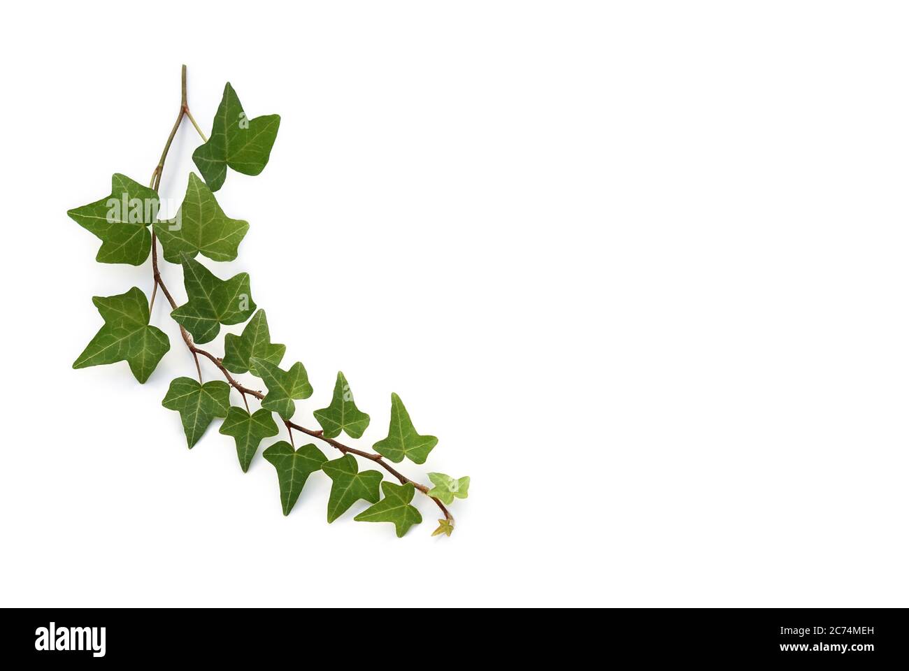 Isolated ivy stems lies on a white background Stock Photo