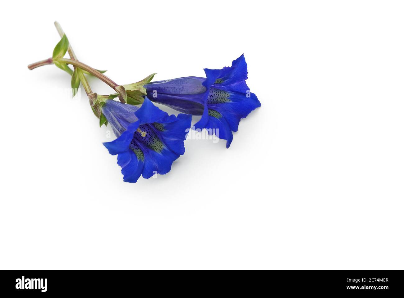 blue gentian lies on a white background - ...from my garden :-) (natural reserve) Stock Photo