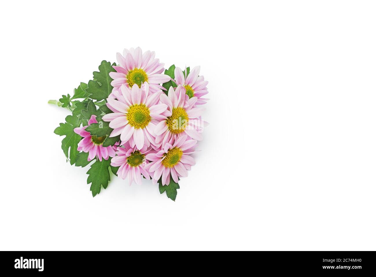 asters in pink color lie on white background Stock Photo