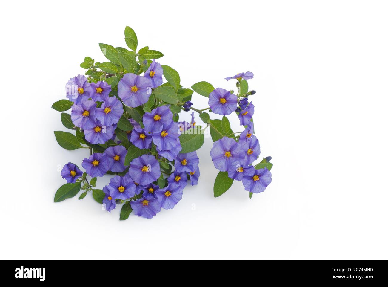 blue violet gentian shrub lies on a white background Stock Photo
