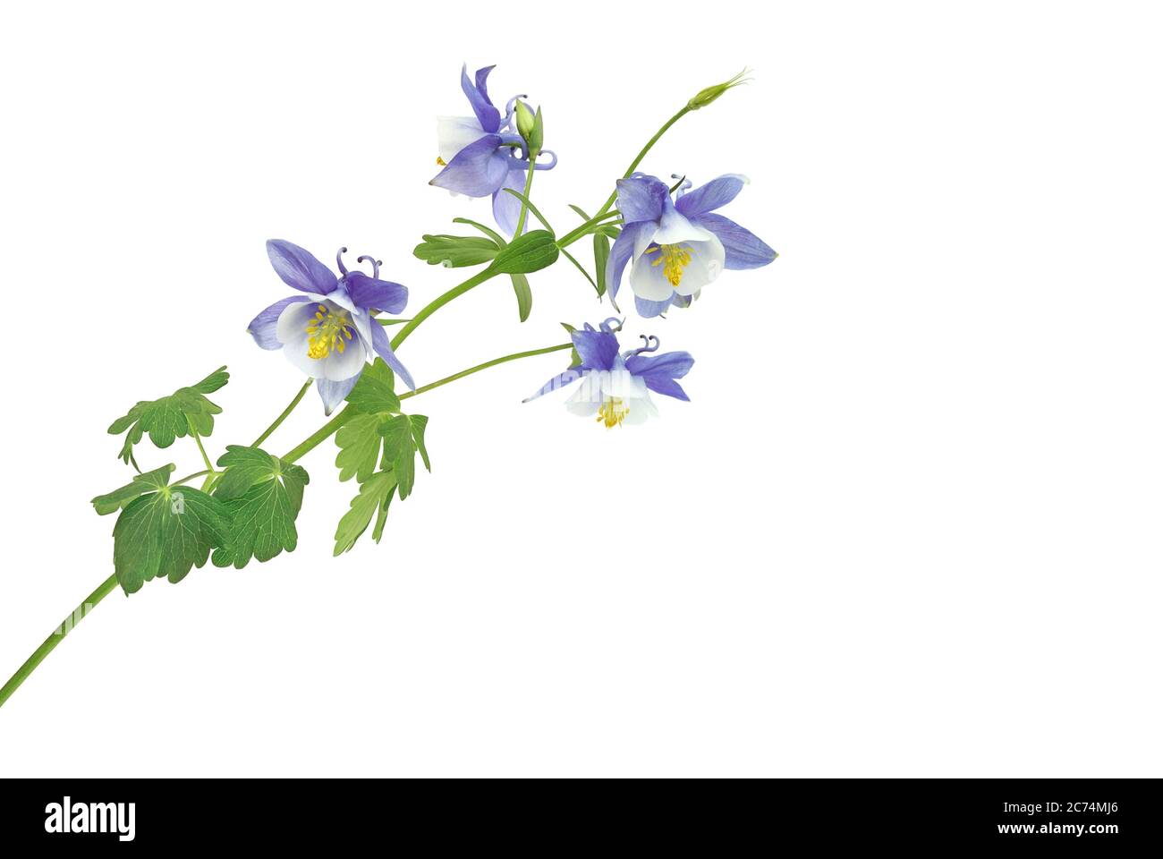 blue and white columbine against a white background Stock Photo