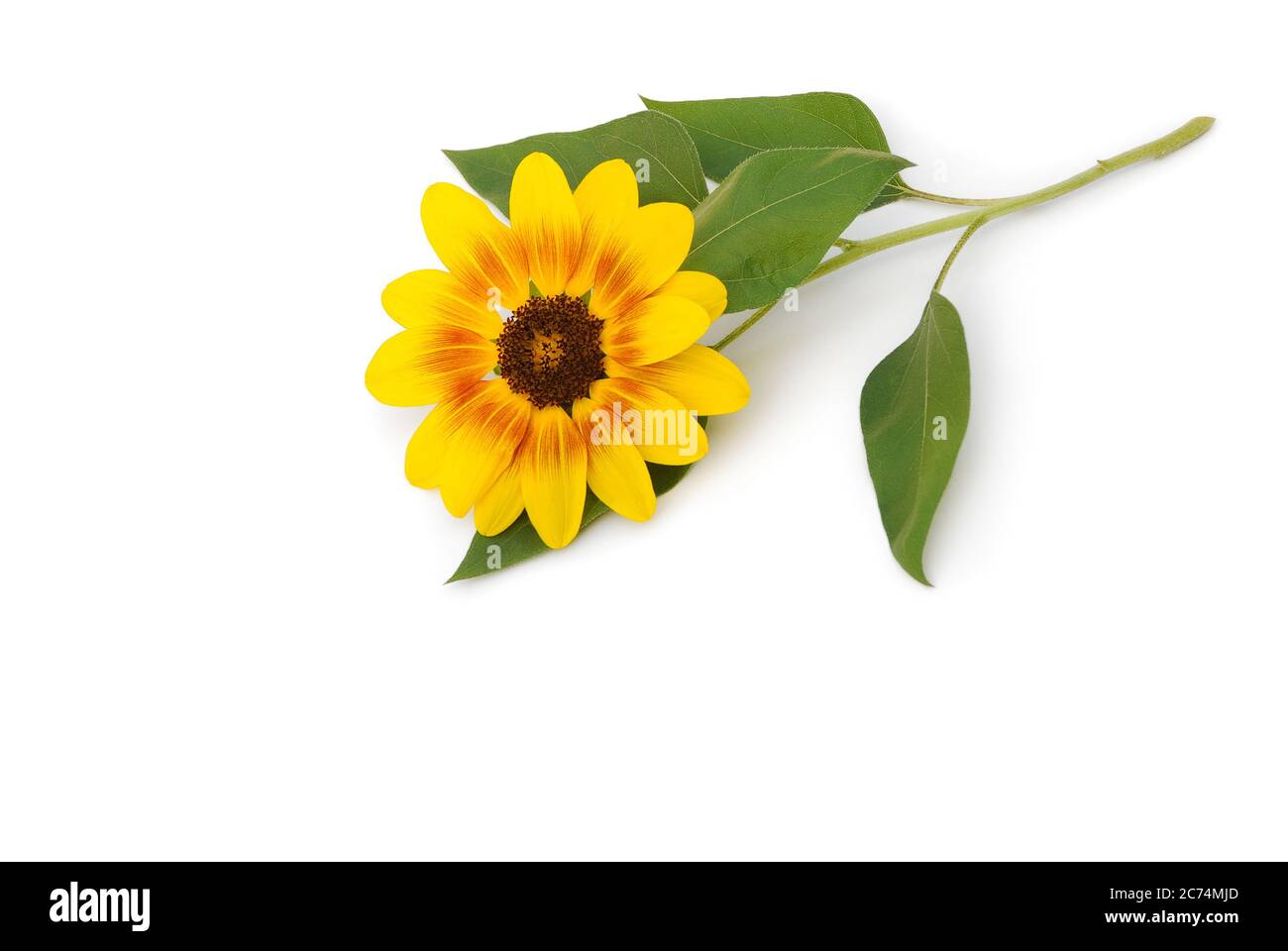 Isolated sunflower lies on a white background Stock Photo