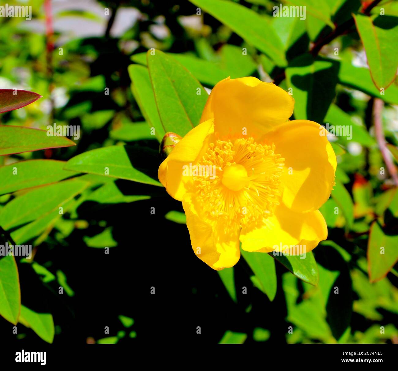 St. John's wort Hypericum Stock Photo