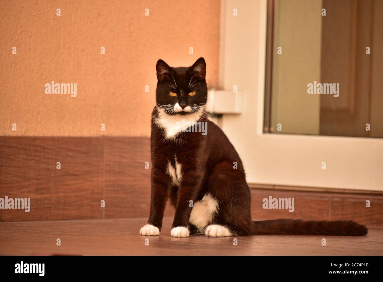 Cute black and white cat sitting on the street near house Stock Photo ...
