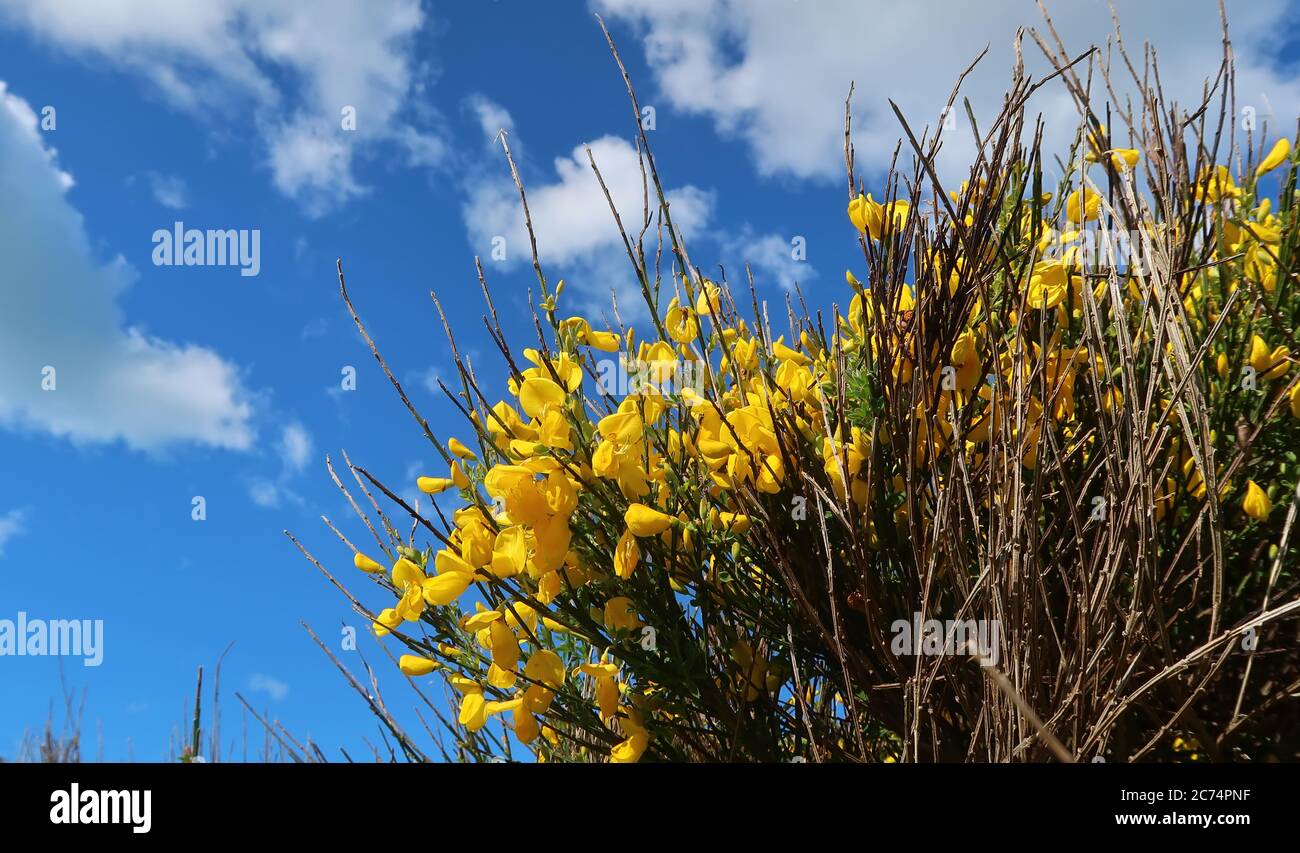 yellow flowers Genista plant against the blue sky Stock Photo