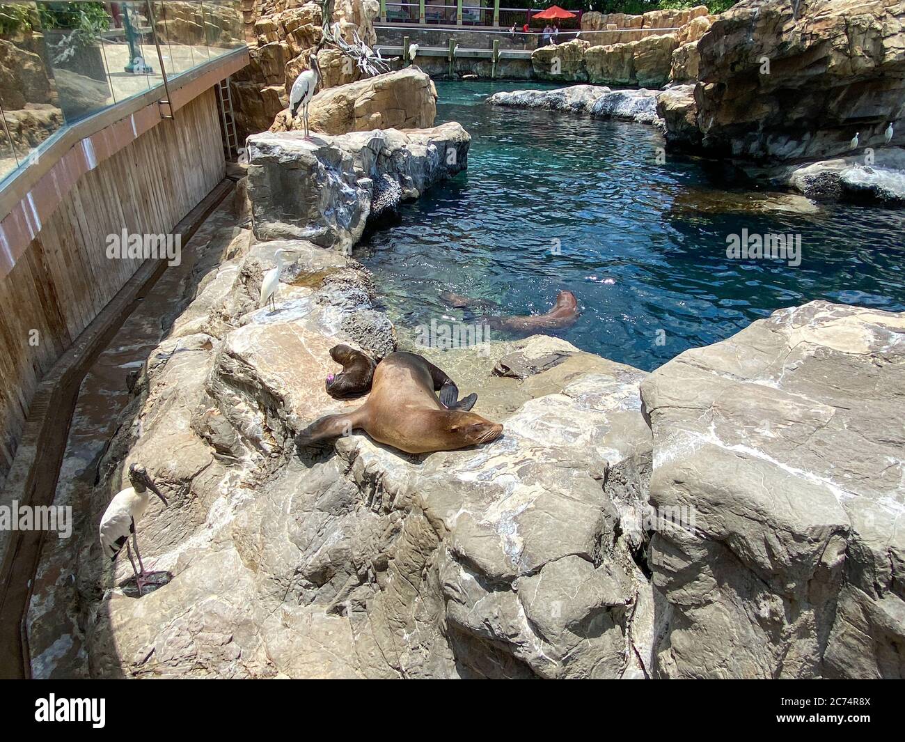 Orlando, FL/USA-7/12/20: A mother and pup sea lion resting on a rock  at the Pacific Point Preserve area at Seaworld in Orlando, Florida. Stock Photo