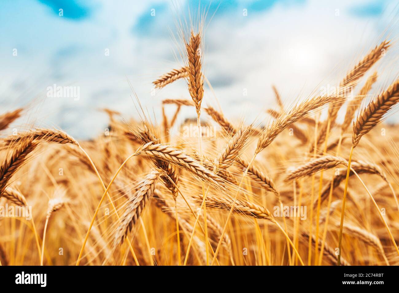 Yellow ears of wheat against a blue sky background - solar energy for ripening cereals - rich harvest Stock Photo