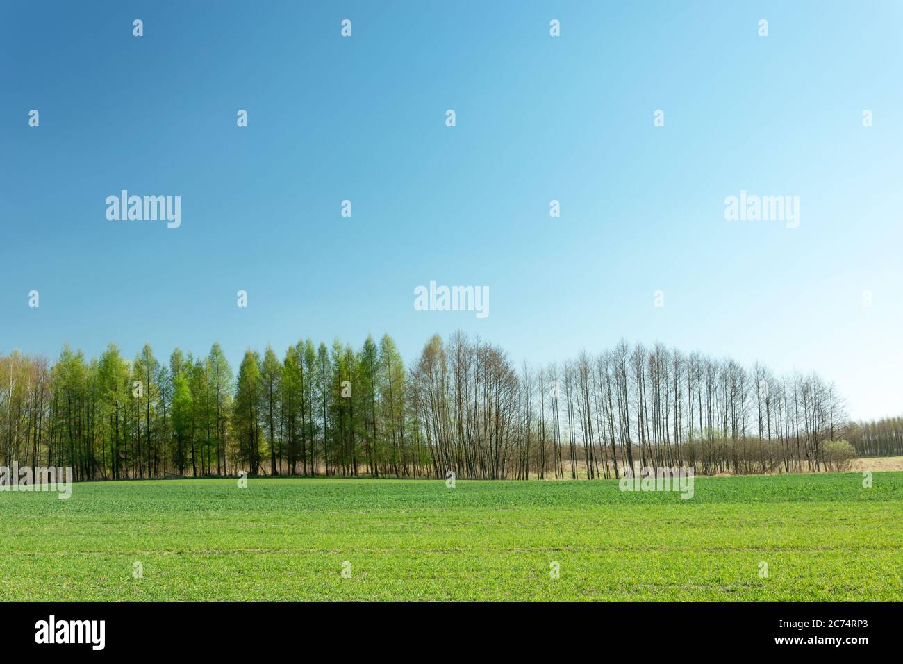 Green field strip, tree line and cloudless blue sky, spring view Stock Photo