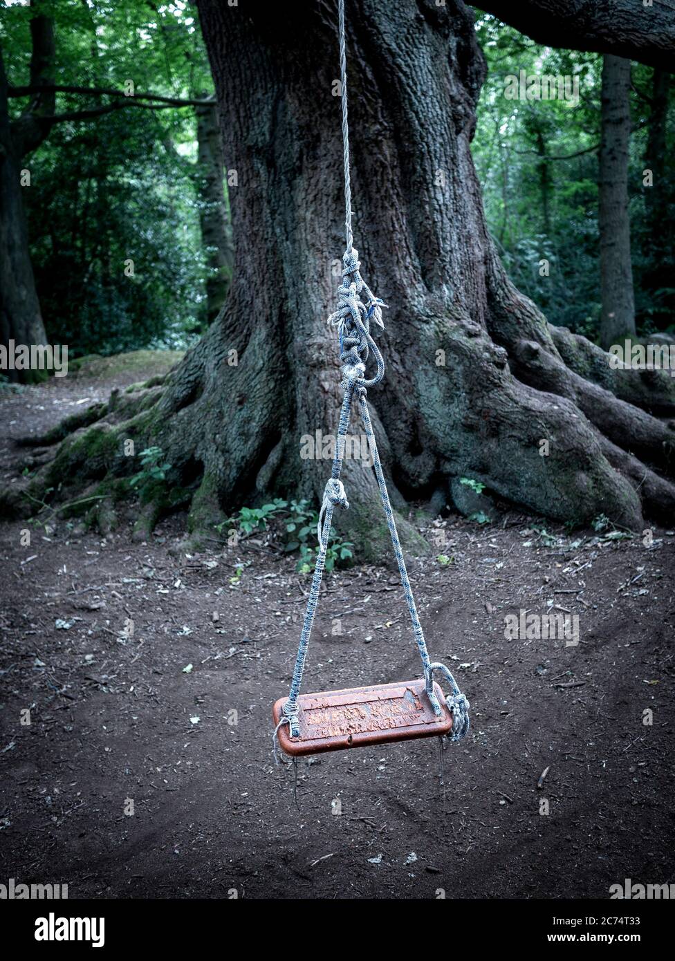 Tree rope swing in the wood Stock Photo